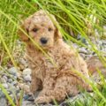 Teacup Goldendoodle: What Makes Them So Special 