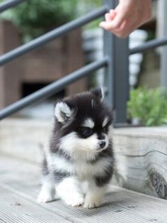 Teacup Pomsky Is This Dog Right For You