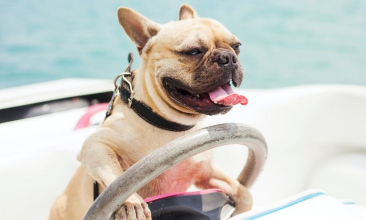 Can A Dog Live On A Boat