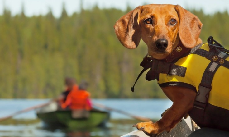 Tips For Keeping Your Dog Safe While Living On A Boat
