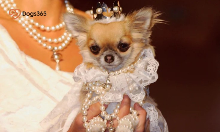 What Dogs Do Wealthy People Own