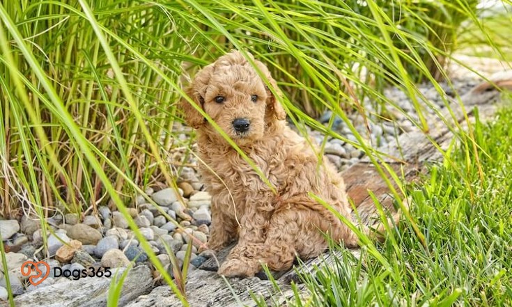 What Is A Teacup Goldendoodle