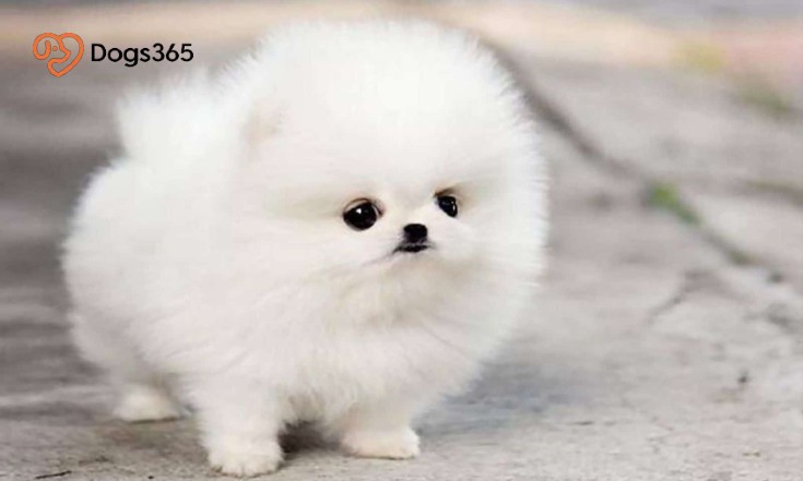 What Is A Teacup Pomsky