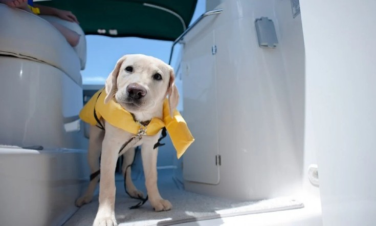 What Should You Bring On A Boat Trip With Your Dog
