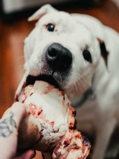 Can You Give Dogs Ham Bones? We Share What We Know