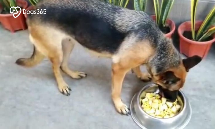 Feeding Pineapple To Dogs