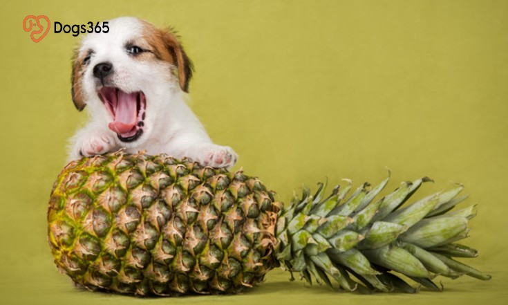 Feeding Pineapple To Your Dog