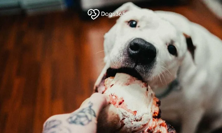 Give Dogs Ham Bones