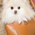 What Dogs Do Rich People Get? Most Expensive Dogs List