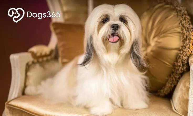 What dogs that rich people can get
