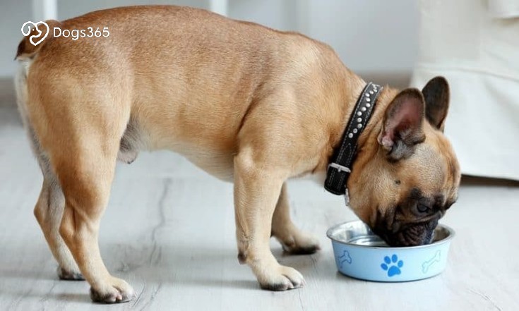 Why Do Dogs Love to Eat Chicken And Rice