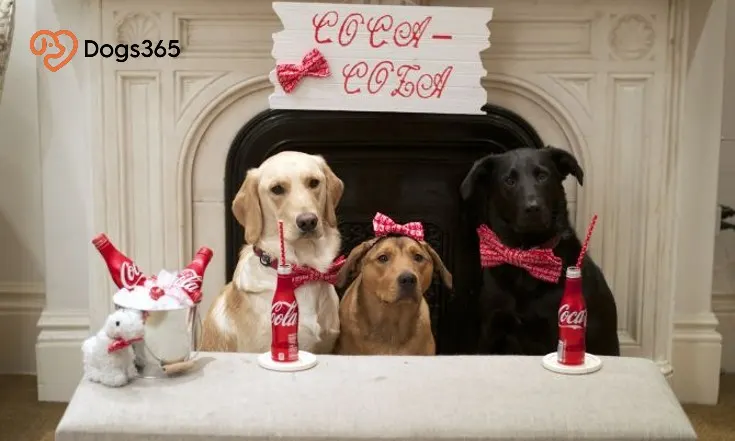 Reasons Why Coke Is Bad For Dogs