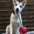 Will Coco-Cola Kill Your Dog? What You Need to Know