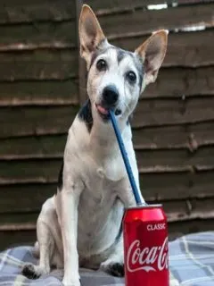 Will Coco-Cola Kill Your Dog If It Drinks
