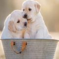 Breeding Your Dog: Know When A Dog Is Ready To Mate