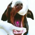Benadryl Overdose In Dogs – How Much Benadryl For A Dog?