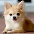 The Leading Cause Of Death In Chihuahuas – Chihuahua Lifespan