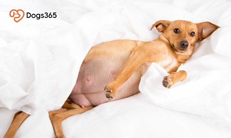 Does a pregnant dog’s belly drop?