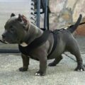 What You Should Know About the Teacup Pitbull?