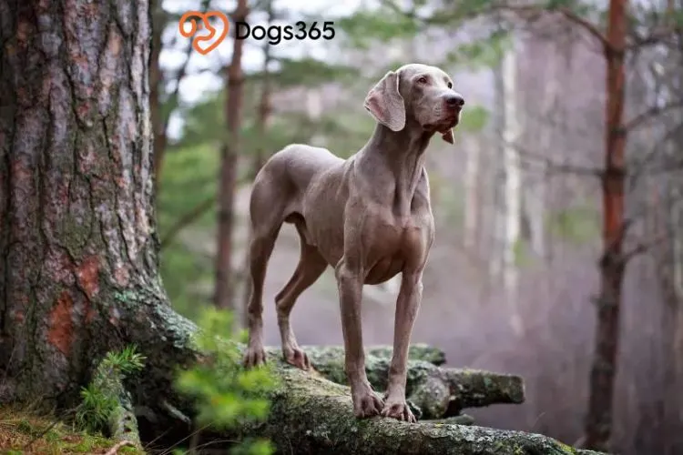 Where Weimaraners Came From