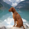 Everything You Need To Know About Blue Vizsla Breed & Vizsla Puppies