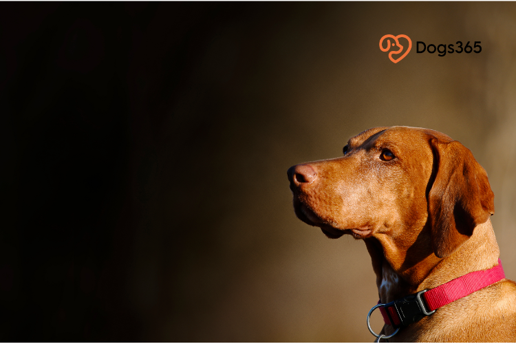 An Overview of the Hungarian Vizsla Breed