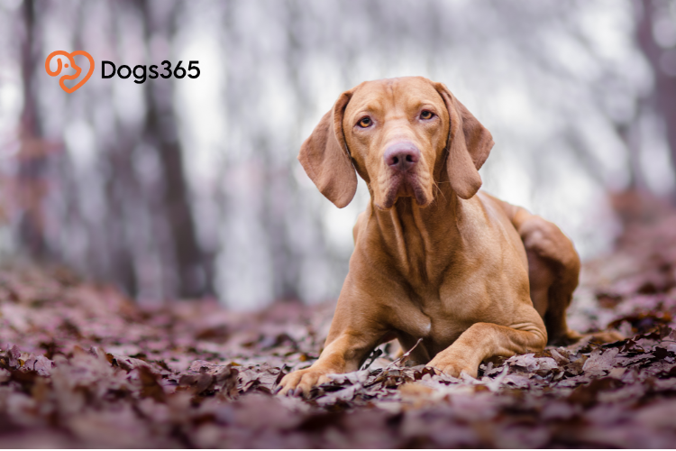 An Overview of the Vizsla Dog Breed