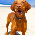 Are Vizslas Aggressive With Other Dog Breeds? What is a Vizsla Temperament & Aggression?