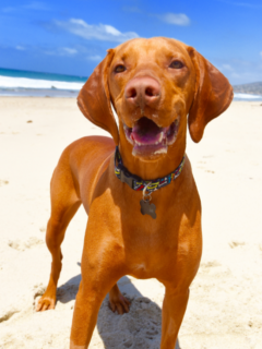 Are Vizslas Aggressive With Other Dog Breeds