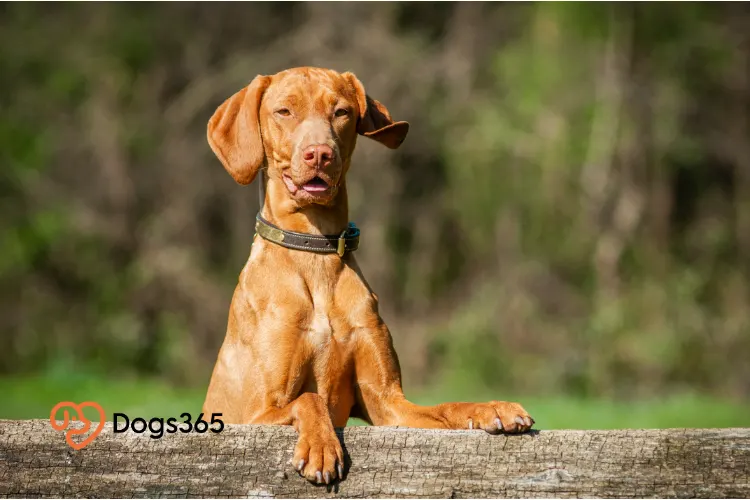Can Vizsla Become Good Watchdog or a Family Dog for Your Family
