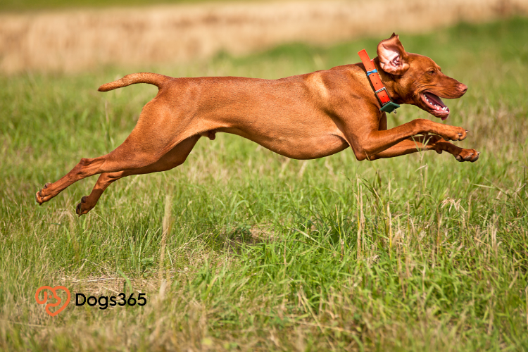 How to Stop Your Vizslas From Being Aggressive