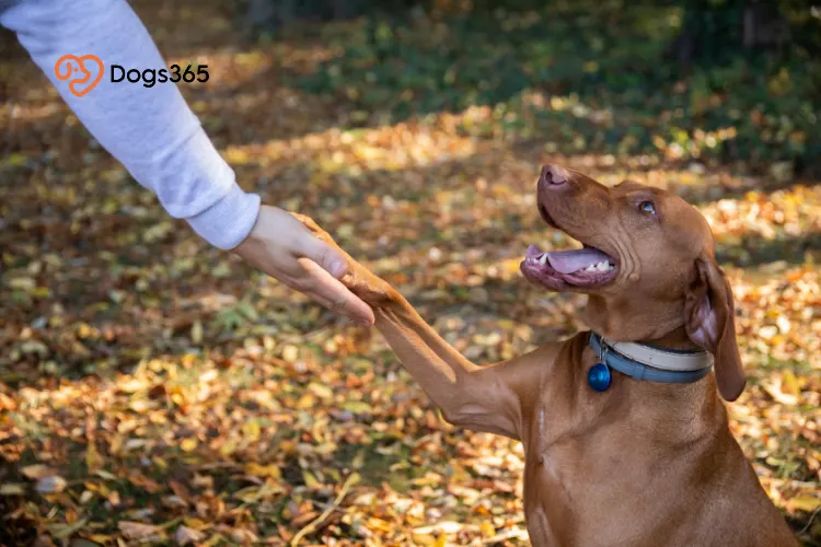 Is a Hungarian Dog Breed Vizsla Right for You