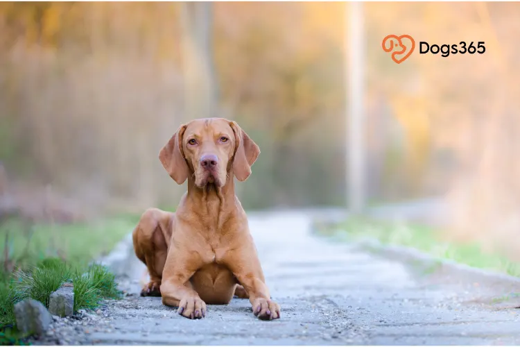 Key Traits for a Vizsla to be a Guard or Watch Dog