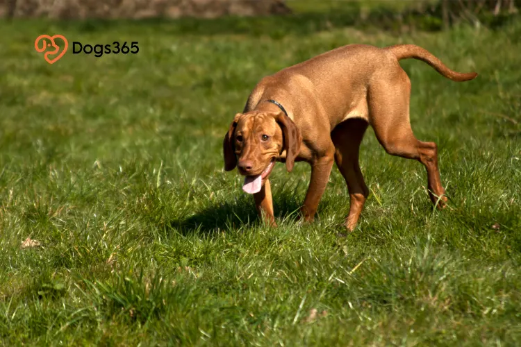 Potential Downsides of Owning a Vizsla Dog Cons of Vizsla