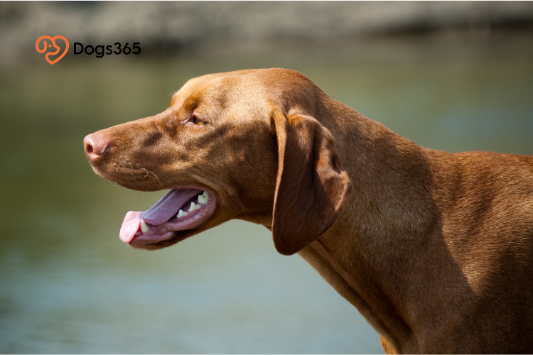 Reasons Why Your Vizsla is Barking So Much