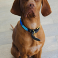Why Vizslas Are the Best Dogs: Hungarian Vizsla Pros and Cons