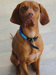 Why Vizslas Are the Best Dogs Hungarian Vizsla Pros and Cons