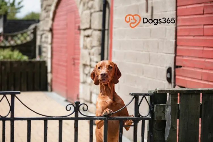 Key Things to Know About the Hungarian Vizsla