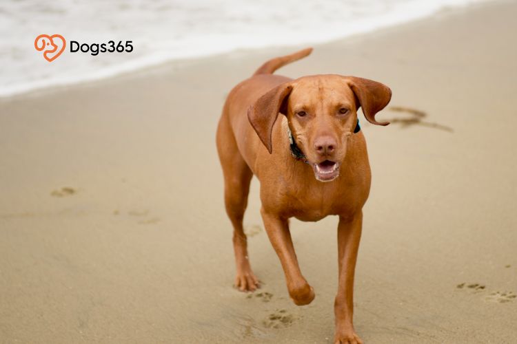 Overview of the Hungarian Vizsla Dog Breed