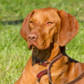 Von Huber Vizslas: A Top UK Breeder of This Loyal Sporting Vizsla Dog
