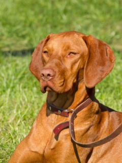 Von Huber Vizslas A Top UK Breeder of This Loyal Sporting Vizsla Dog