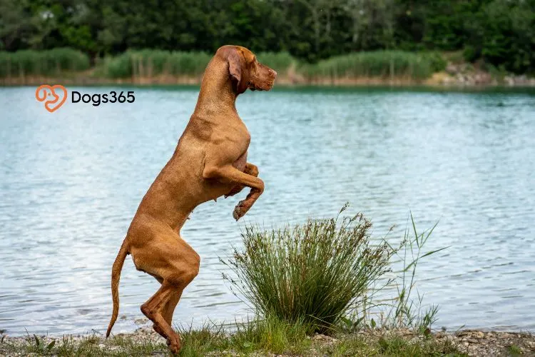 What Kind of Exercise Does a Vizsla Need