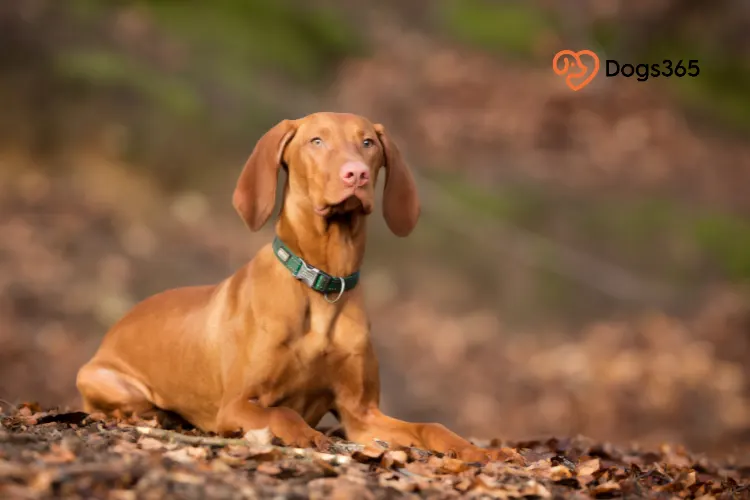 What is a Hungarian Vizsla Dog Breed