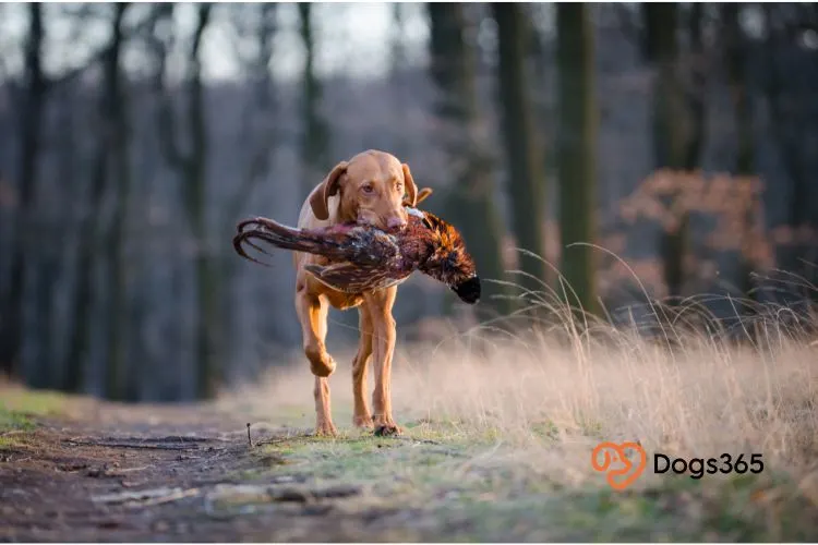 What is the Best Diet for a Vizsla Dog