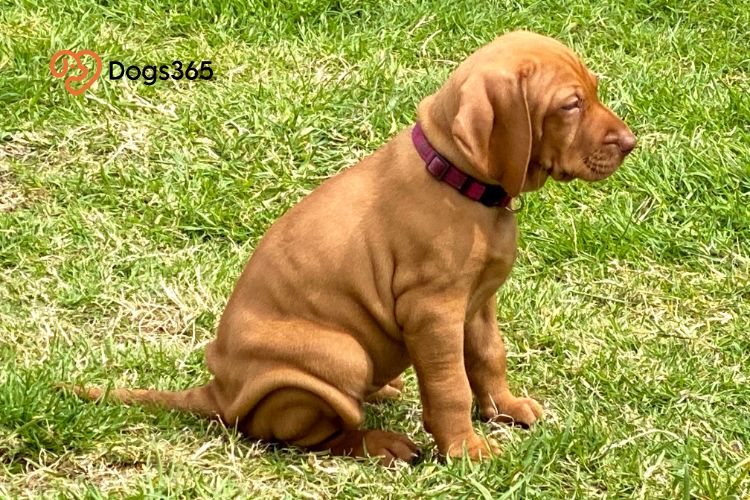 Where to Find Vizsla Puppies and Rescue Dogs